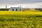 Field of flower of rapeseed, canola colza in Brassica napus on agro-processing plant for processing and silver silos for drying