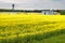 Field of flower of rapeseed, canola colza in Brassica napus on agro-processing plant for processing and silver silos for drying