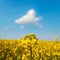 Field of flower rapeseed under blue cloudy sky