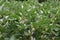 A field of flowering broad bean bushes