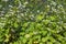 Field of flowering buckwheat plants