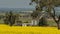 A field of flowering canola, rapeseed in rural Australia