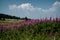 Field of flowering chamaenerion angustifolium or Epilobium angustifolium or fire grass or willow in Vitosha Mountain, Bulgaria in