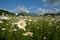 Field of flowering chamomiles. mountains in the background. beautiful landscape.