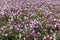 Field of flowering colorful petunias