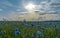 Field of flowering cornflowers, blue flowers of cornflowers on the background of the blue sky and the setting evening sun