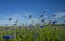 Field of flowering cornflowers, blue flowers of cornflowers on the background of the blue sky and the setting evening sun