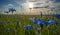 Field of flowering cornflowers, blue flowers of cornflowers on the background of the blue sky and the setting evening sun