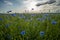 Field of flowering cornflowers, blue flowers of cornflowers on the background of the blue sky and the setting evening sun