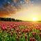 Field of flowering crimson clovers.