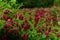 Field of flowering crimson clovers Trifolium incarnatum Rural landscape