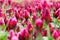 Field of flowering crimson clovers Trifolium incarnatum Rural landscape