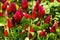 Field of flowering crimson clovers Trifolium incarnatum Rural landscape