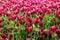 Field of flowering crimson clovers Trifolium incarnatum Rural landscape