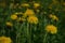 Field with flowering dandelions