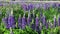 Field of flowering lupines