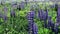 Field of flowering lupines