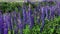 Field of flowering lupines