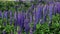 Field of flowering lupines