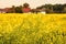 A field with flowering mustard plants in autumn in the Salzkammergut