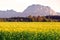 A field with flowering mustard plants in autumn in the Salzkammergut