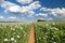 Field of flowering opium poppy and pathway