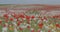 A field of flowering poppies against a blue sky outside.