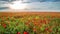 Field of flowering poppies in May