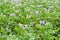 Field of flowering potatoes.