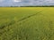 Field of flowering rape. Rape, a syderatic plant with yellow flowers. Field with siderates.