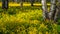 A field of flowering rapeseed in the birch grove. Yellow flowers. June in Saint Petersburg.