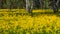 A field of flowering rapeseed in the birch grove. Yellow flowers. June in Saint Petersburg.