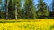 A field of flowering rapeseed in the birch grove. Yellow flowers. June in Saint Petersburg.