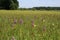 A field with flowering wild orchids and rattles in holland in springtime