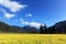 Field with flowering yellow oilseed rapeseed