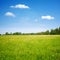 Field flowers and blue sky