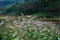 Field of Flowers buckwheat at Ha Giang, Viet Nam..