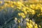 Field of flowers camomile