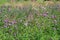 Field of flowers of Cirsium arvense