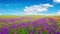 Field of flowers and the cloudy sky