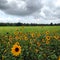 Field flowers country