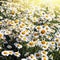 Field of flowers daisies