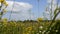 Field flowers. Flowering meadow. The camera moves through flowers and grass in the open air