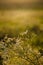 Field flowers, herbs and leaves in beautiful sunset light. Blurry background, copy space.