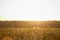 Field flowers, herbs and leaves in beautiful sunset light. Blurry background, copy space. Contryside life,