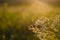 Field flowers, herbs and leaves in beautiful sunset light. Blurry background, copy space. Contryside life, freedom, summer