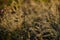 Field flowers, herbs and leaves in beautiful sunset light. Blurry background, copy space. Contryside life, freedom, summer