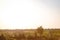 Field flowers, herbs and leaves in beautiful sunset light. Blurry background, copy space. Contryside life, freedom, summer