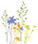 Field flowers, herbs and plants, vector, traced