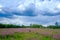 Field with flowers ivan tea and clouds